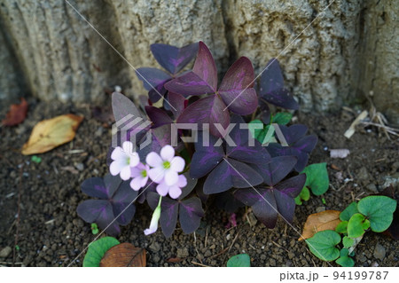 ムラサキノマイ ムラサキノマイ 94199787