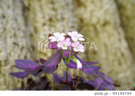 ムラサキノマイ 94199794