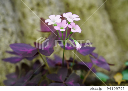 ムラサキノマイ 94199795