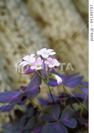 ムラサキノマイ 94199797