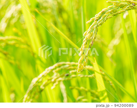秋の実りの景色　たわわに実った稲穂 94200089