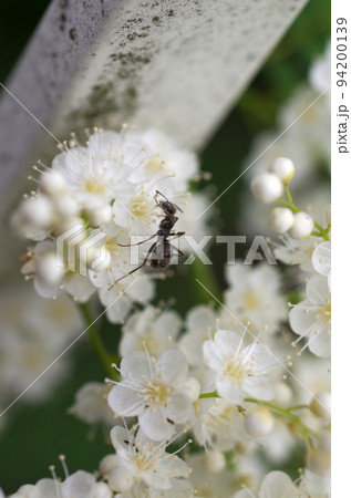 ホザキナナカマドの花と蟻 94200139