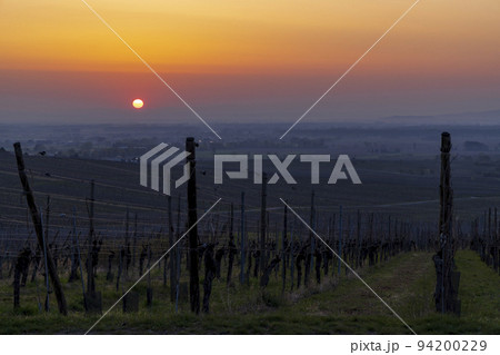 Wineyard near Colmar, Alsace, France 94200229