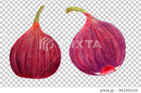 無花果の手描き色鉛筆画 94200320