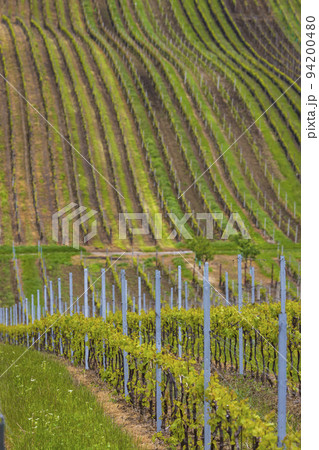 Spring vineyard near Cejkovice, Southern Moravia, Czech Republic Spring vineyard near Cejkovice, Southern Moravia, Czech Republic 94200480