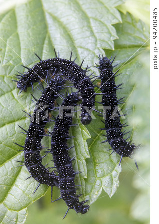black caterpillars on a green leaf 94200485