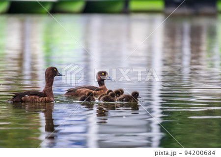 Tufted duck Family swims with their ducklings in green lake water. 94200684