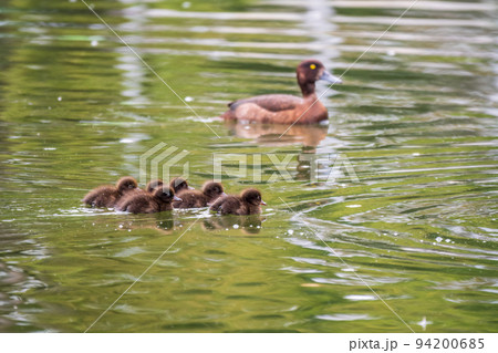Female Tufted duck swims with her ducklings in green lake 94200685