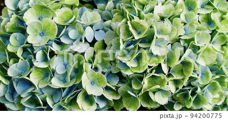 花の背景　黄緑色と水色の紫陽花 94200775