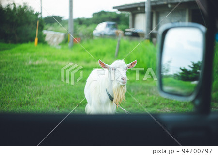 沖縄県の離島宮古島の観光スポット 車の助手先からのぞくヤギのクローズアップ写真 沖縄県の離島宮古島の観光スポット 車の助手先からのぞくヤギのクローズアップ写真 94200797