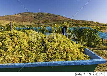 Grape collection at vintage time, Tokaj region, Great Plain and North, Hungary Grape collection at vintage time, Tokaj region, Great Plain and North, Hungary 94200940