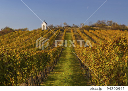 Vineyard and calvary near Hnanice, Znojmo region, Southern Moravia, Czech Republic Vineyard and calvary near Hnanice, Znojmo region, Southern Moravia, Czech Republic 94200945