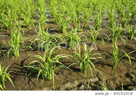 Planting rice crop seedlings growing in the field 94201018