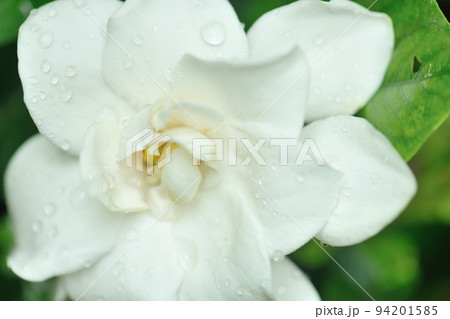 雨の似合う花くちなしの花 94201585