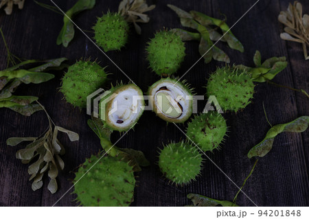 Unripe closed chestnut with thorns, green chestnut on branches, studio photo 94201848