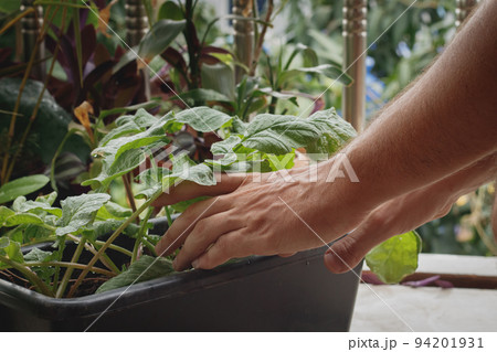 Hands harvesting organic homegrown red radish in an urban balcony garden showing eco-friendly and sustainable lifestyle 94201931