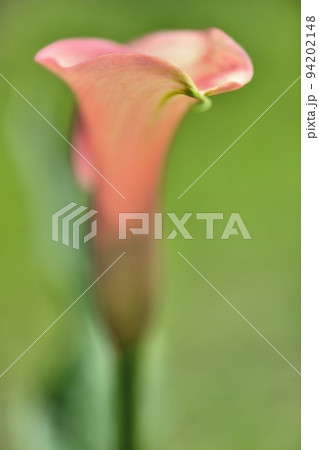 自宅の鉢植に咲いたカラ-の花 自宅の鉢植に咲いたカラ-の花 94202148