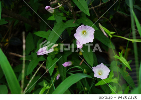 ヒロハヒルガオ 94202320