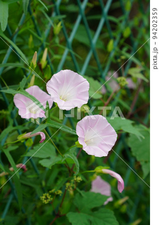 ヒロハヒルガオ 94202359