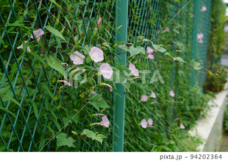 ヒロハヒルガオ ヒロハヒルガオ 94202364