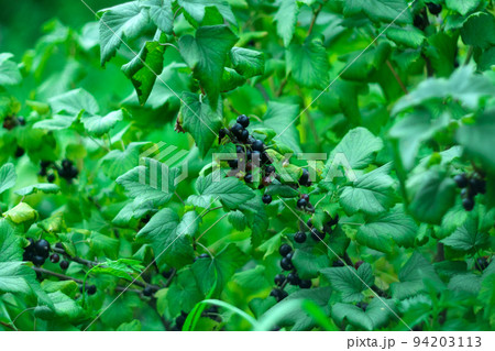 Black currant berry grows on a bush. Currant cultivation. Concept of growing your own organic food. Selective focus. Black currant berry grows on a bush. Currant cultivation. Concept of growing your own organic food. Selective focus. 94203113