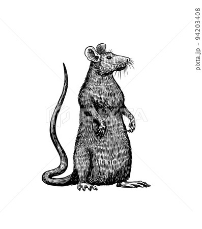 Rat or mouse. Graphic wild animal. Hand drawn vintage sketch. Engraved grunge elements. Rat or mouse. Graphic wild animal. Hand drawn vintage sketch. Engraved grunge elements. 94203408