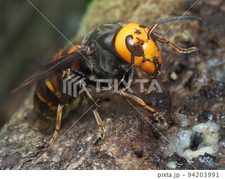 毒針を持つ危険なオオスズメバチの女王蜂が自然の樹液を採餌中 94203991