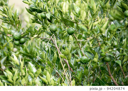 露地栽培のスダチ 露地栽培のスダチ 94204874