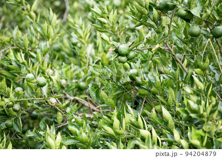 露地栽培のスダチ 露地栽培のスダチ 94204879