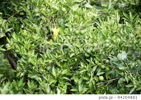 露地栽培のスダチ 露地栽培のスダチ 94204881