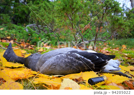 Trophies Northern hunting geese 94205022