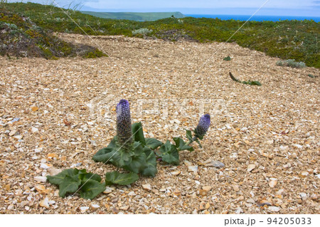 Golets 3. View from mountains to Bering sea Golets 3. View from mountains to Bering sea 94205033