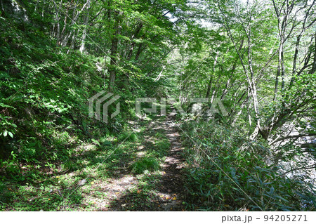 栃木県那須塩原市深山ダム周辺林道の風景 94205271