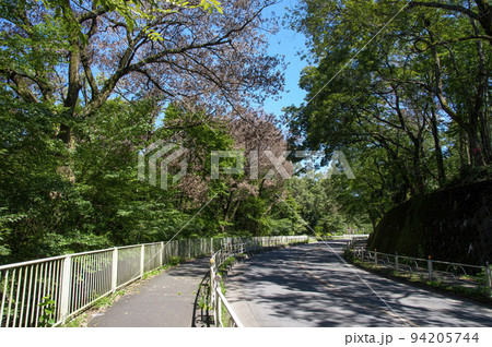 青空の多摩湖と狭山湖との間の道路沿いのナラ枯れの樹木 94205744