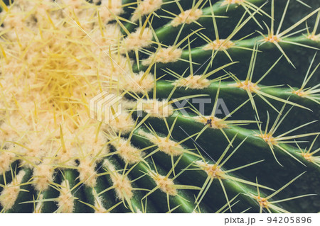 Golden Barrel Cactus abstract background texture close up. Echinocactus grusonii, Ferocactus plant with long dangerous spines. Found in deserts of Southwestern North America. Botanical garden plants. 94205896