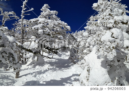 厳冬期の北横岳の樹林帯の風景 ( 北横岳ヒュッテ から 南峰 の区間 ) 94206003