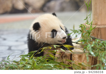 好奇心いっぱいの彩浜 好奇心いっぱいの彩浜 94206038