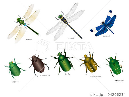 トンボとコガネムシ科 94206234