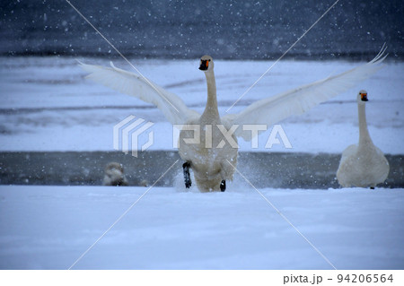 猪苗代湖の白鳥 94206564
