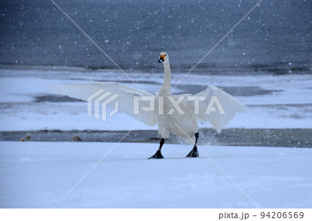 猪苗代湖の白鳥 94206569