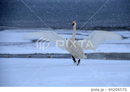 猪苗代湖の白鳥 94206570