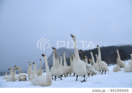 猪苗代湖の白鳥 94206606