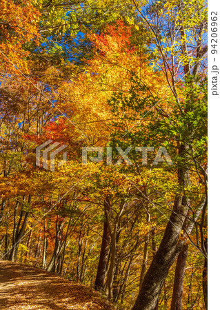 富士山麓　山梨鳴沢村の秋　紅葉台へ続く紅葉の登山道 94206962