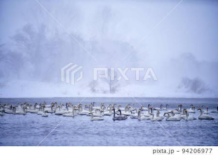 猪苗代湖の白鳥 94206977