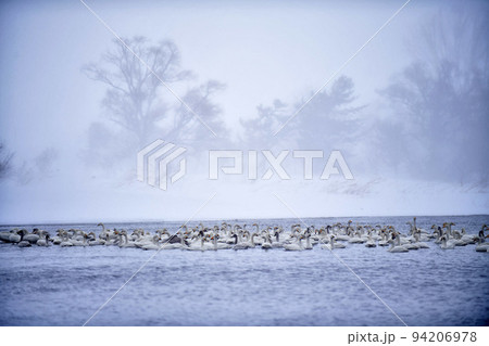 猪苗代湖の白鳥 猪苗代湖の白鳥 94206978