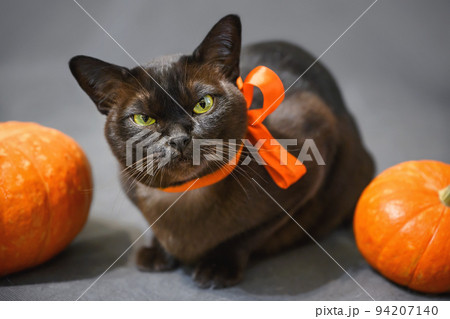 Cat lying by pumpkins on Halloween 94207140