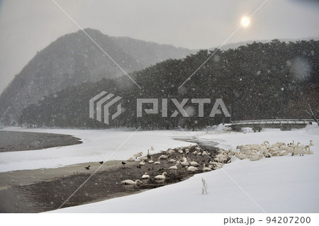 猪苗代湖の白鳥 94207200