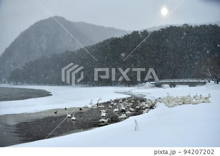 猪苗代湖の白鳥 94207202