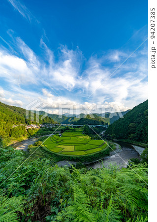 稲が色づき始めたあらぎ島の棚田 稲が色づき始めたあらぎ島の棚田 94207385