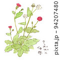夏〜秋の花、キク科の仲間、赤いタビラコみたいな花の水彩画イラスト 94207480